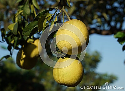 Pomelo on tree in Southern Vietnam Stock Photo