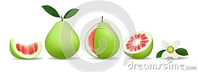 Pomelo whole slices and flower Vector Illustration