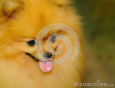 Pomeranian Stock Photo