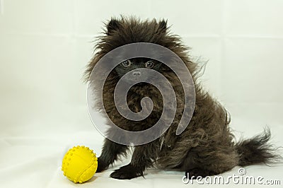 Pomeranian Black Puppy Stock Photo