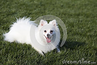 Pomeranian Stock Photo