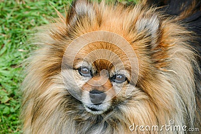 Pomeranian dog Stock Photo