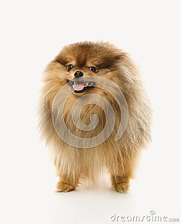 Pomeranian dog. Stock Photo