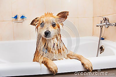 Pomeranian dog in the bathroom Spitz dog in the washing process with shampoo close up Stock Photo