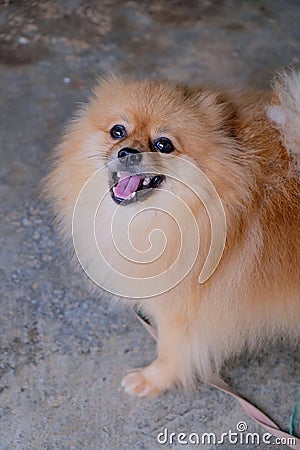 Pomeranian Dog Brown Face Bear Stock Photo