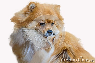 Pomeranian dog,close up portrait pomeranian dog small isolation on white background, small dog of a breed with long silky hair Stock Photo