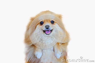 Pomeranian dog,close up portrait pomeranian dog small isolation on white background, small dog of a breed with long silky hair Stock Photo