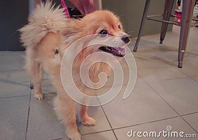 Pomeranian dog cute Stock Photo