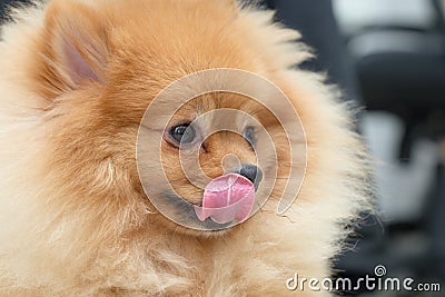 Pomeranian dog cute pets hungry food Stock Photo