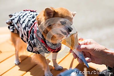 Pomeranian dog eat ice cream Stock Photo