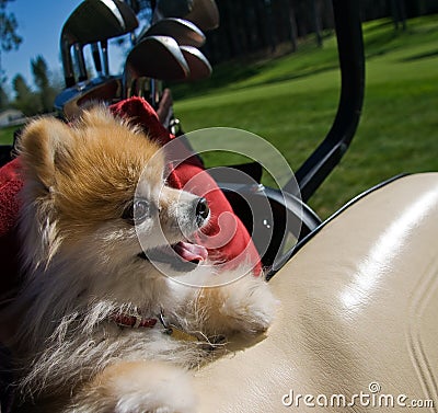 Pomeranian Dog in Golf Cart Stock Photo