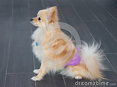Pomeranian dog in pee diaper to keep him from urinating on the floor in the house Stock Photo