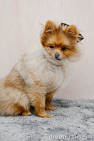 Pomeranian dog in protective Elizabethan collar Stock Photo