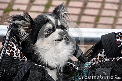 Pomeranian dog in purse Stock Photo