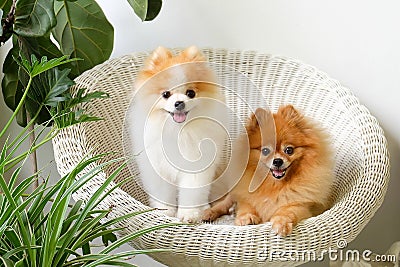 Pomeranian dog smile,animal playing outside smiles Stock Photo