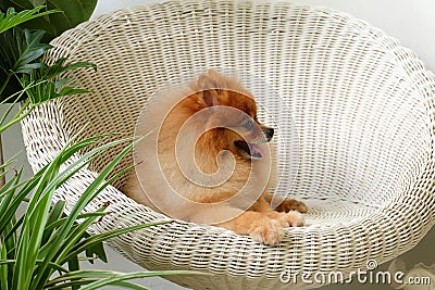 Pomeranian dog smile,animal playing outside smiles Stock Photo