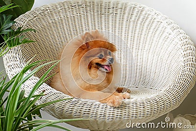 Pomeranian dog smile,animal playing outside smiles Stock Photo
