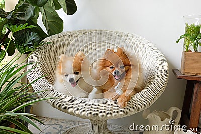 Pomeranian dog smile,animal playing outside smiles Stock Photo