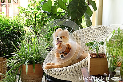 Pomeranian dog smile,animal playing outside smiles Stock Photo