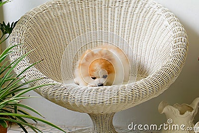 Pomeranian dog smile,animal playing outside smiles Stock Photo