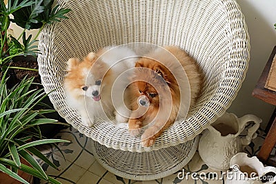 Pomeranian dog smile,animal playing outside smiles Stock Photo