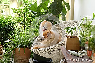 Pomeranian dog smile,animal playing outside smiles Stock Photo