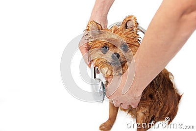 A pomeranian dog taking a shower with soap and water. Dog on white background. Dog in bath Stock Photo