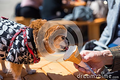 Pomeranian dog in traditional yukata dress eat icecream Stock Photo