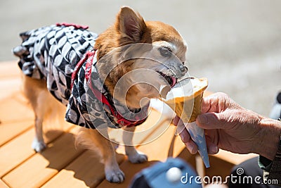 Pomeranian dog with yukata eat ice cream Stock Photo