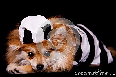 Pomeranian Jailbird Stock Photo