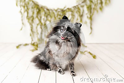 Pomeranian Merle color dog sitting on a set Stock Photo