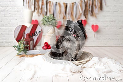 Pomeranian Merle color dog sitting on a valentine`s day set, obedient little dog in a photography studio Stock Photo