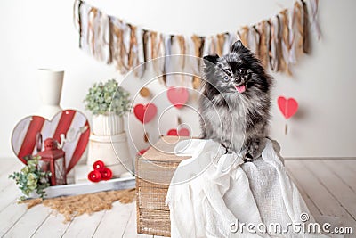 Pomeranian Merle color dog sitting on a valentine`s day set, obedient little dog in a photography studio Stock Photo