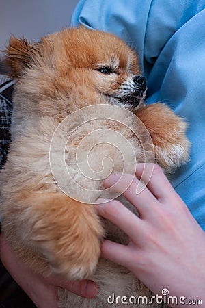 A Pomeranian mini Pomeranian is held in his arms and scratched his tummy on a white background Stock Photo