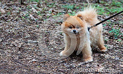 Pomeranian mini teddy bear red color walks on a leash stands still and looks at the camera Stock Photo