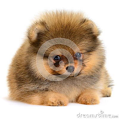 Pomeranian puppy Stock Photo