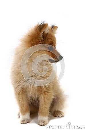 Pomeranian Puppy Stock Photo