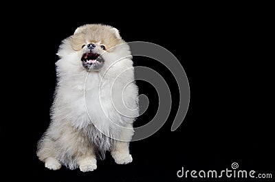 Pomeranian puppy Stock Photo