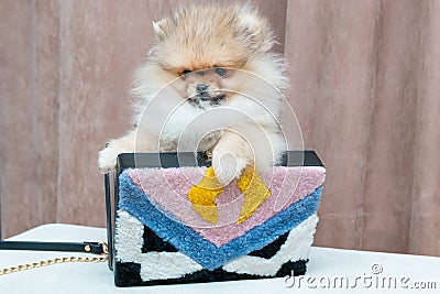 Pomeranian puppy dog in bag Stock Photo