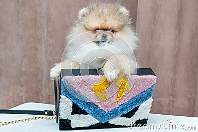 Pomeranian puppy dog in bag Stock Photo