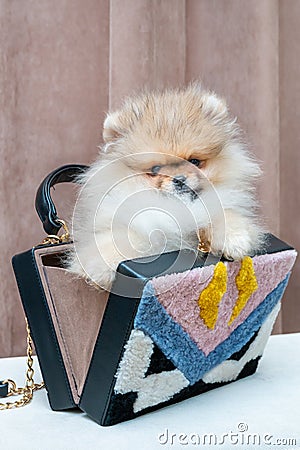 Pomeranian puppy dog in bag Stock Photo