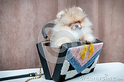 Pomeranian puppy dog in bag Stock Photo