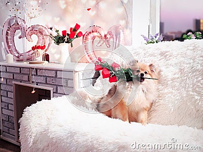 A Pomeranian puppy with flowers in its teeth. Romantic gift, greeting Stock Photo
