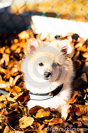 Pomeranian puppy in the foliage, sweet dog Stock Photo