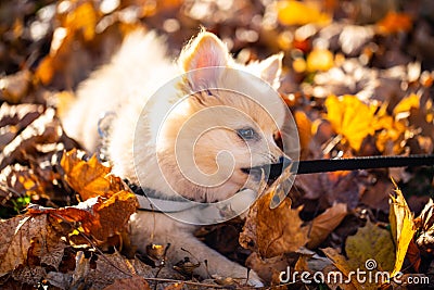 Pomeranian puppy in the foliage, sweet dog Stock Photo