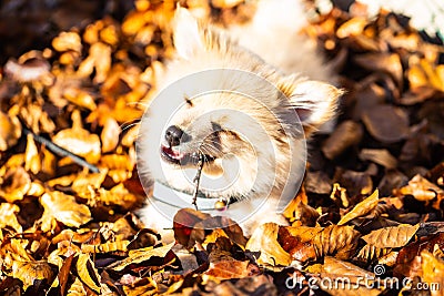 Pomeranian puppy in the foliage, sweet dog Stock Photo