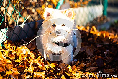 Pomeranian puppy in the foliage, sweet dog Stock Photo