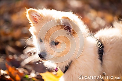 Pomeranian puppy in the foliage, sweet dog Stock Photo