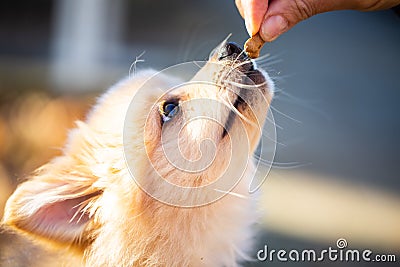 Pomeranian puppy in the foliage, sweet dog Stock Photo