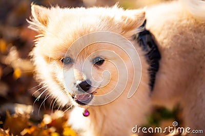 Pomeranian puppy in the foliage, sweet dog Stock Photo